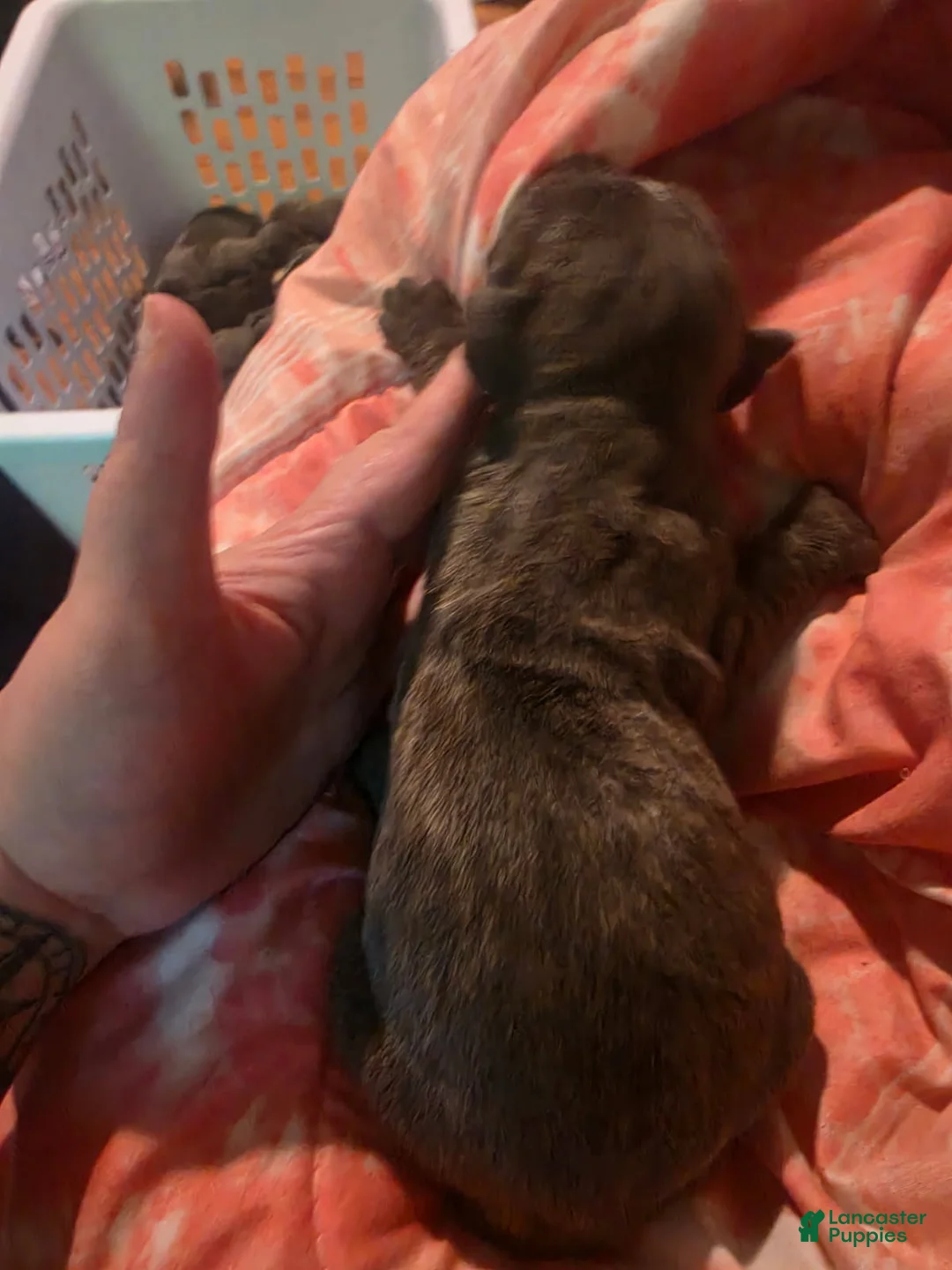 Cane Corso dogs for sale: Gray Male Brindle 2 - Ad 1