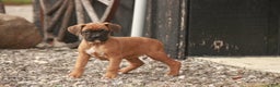 Boxer dogs for sale: Hazel - Ad 9