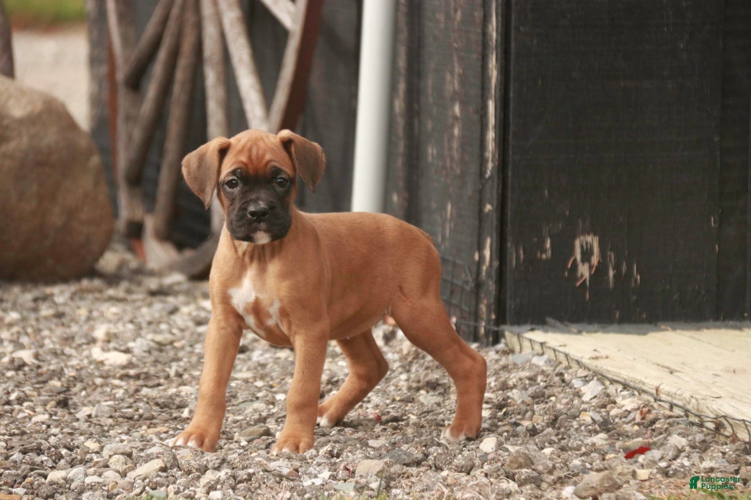 Boxer dogs for sale: Hazel - Ad 9