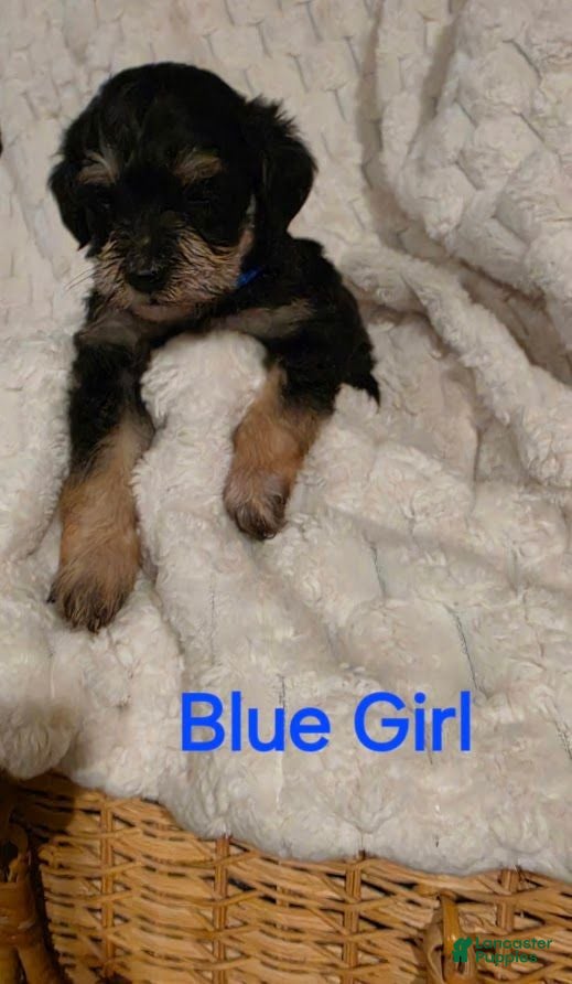 Schnoodle dogs Schnoodle 2 - Ad 26