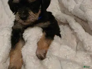 Schnoodle dogs Schnoodle 2 - Ad 1