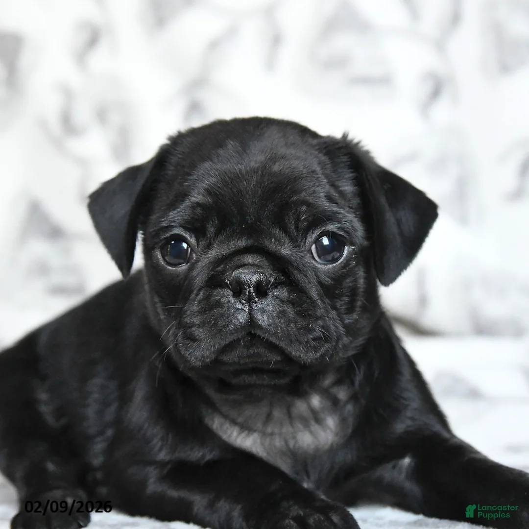Pug dogs for sale: Romeo - Ad 2