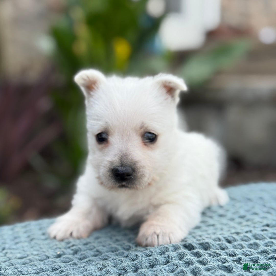 West Highland Terrier dogs for sale: Fancy - Ad 36