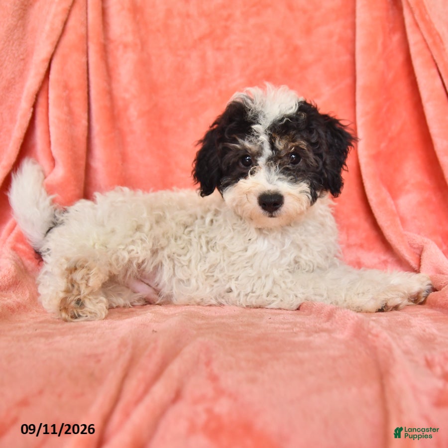 Bichpoo dogs Stuart - Ad 2