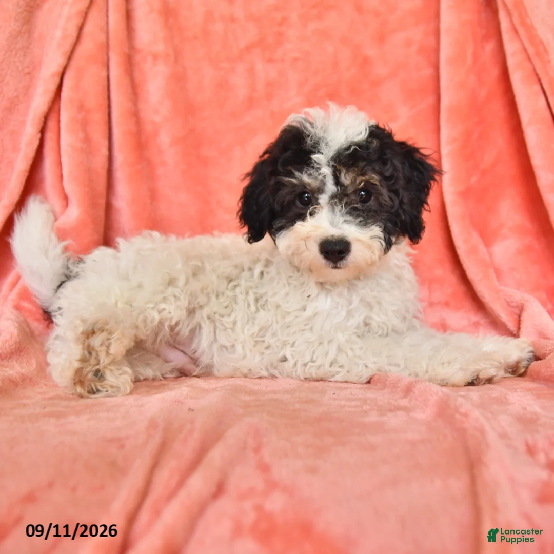 Bichpoo dogs for sale: Stuart - Ad 2