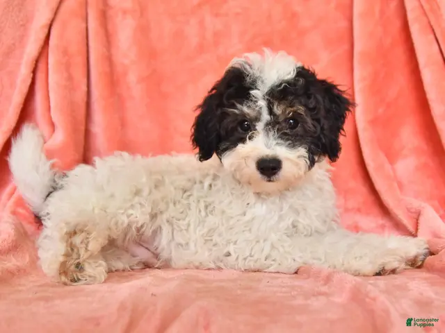 Bichpoo dogs for sale: Stuart - Ad 2