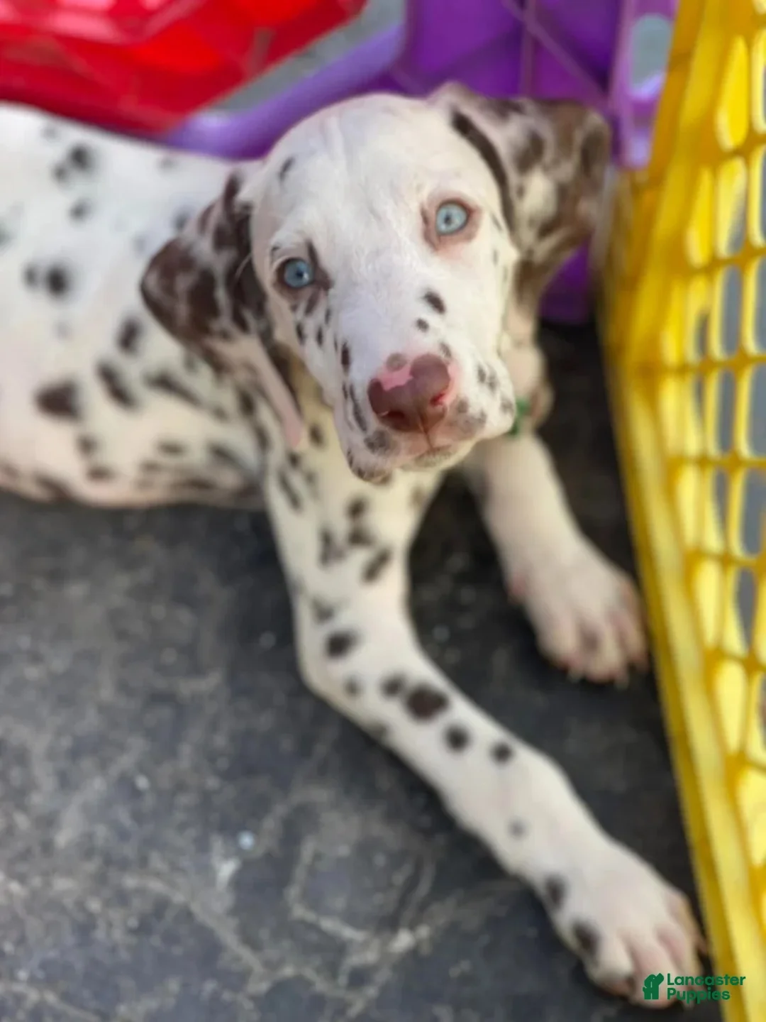 Dalmatian dogs for stud: Dalmatian stud  - Ad 9