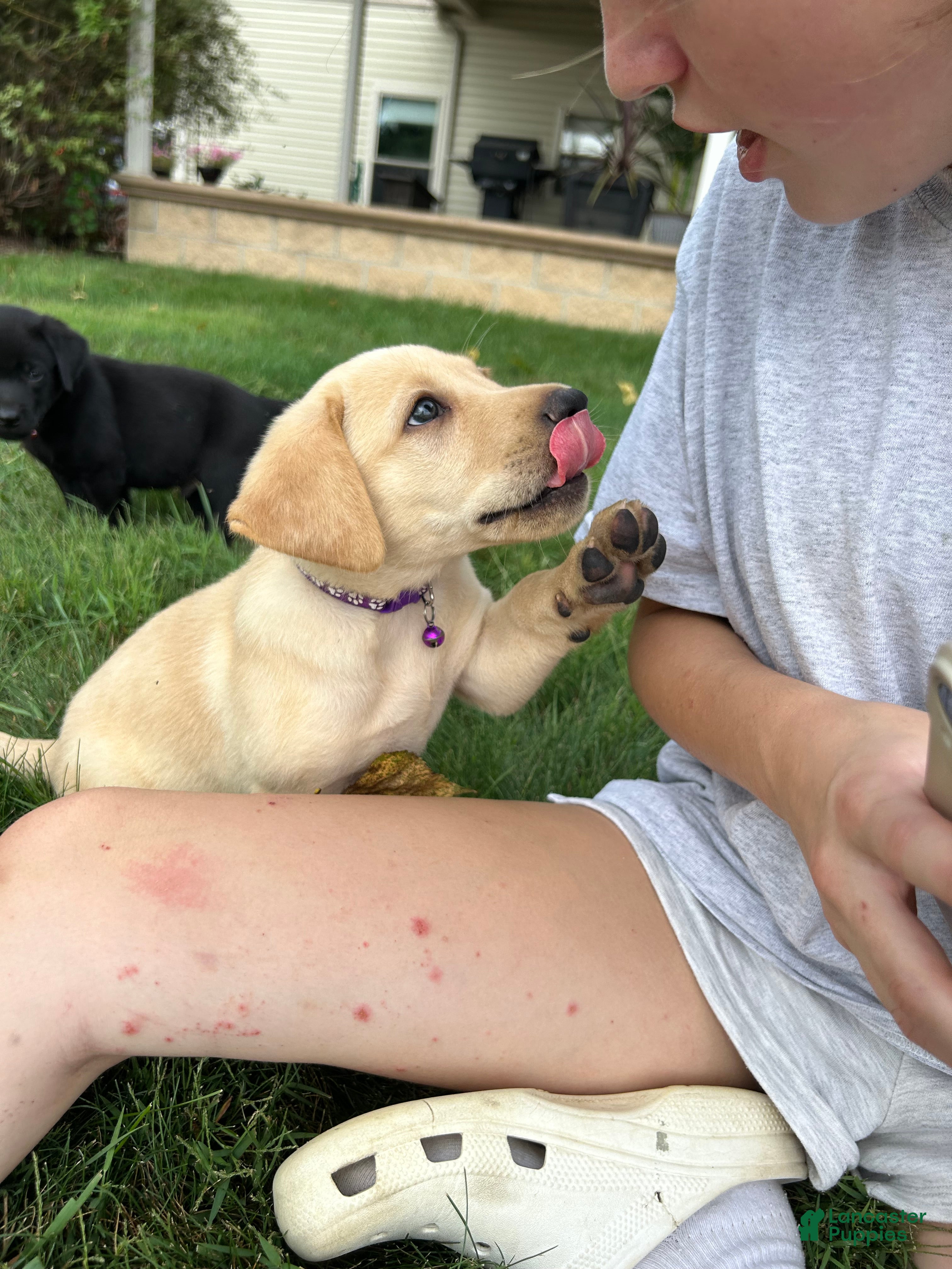 Labrador Retriever dogs Ember - Ad 1