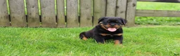 Rottweiler dogs for sale: Buck - Ad 6