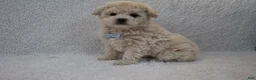 Mixed Breed dogs for sale: Teddy  - Ad 4