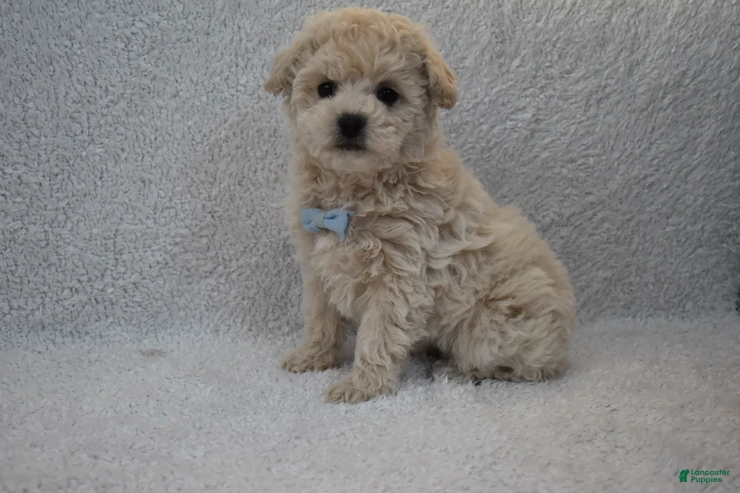 Mixed Breed dogs for sale: Teddy  - Ad 4