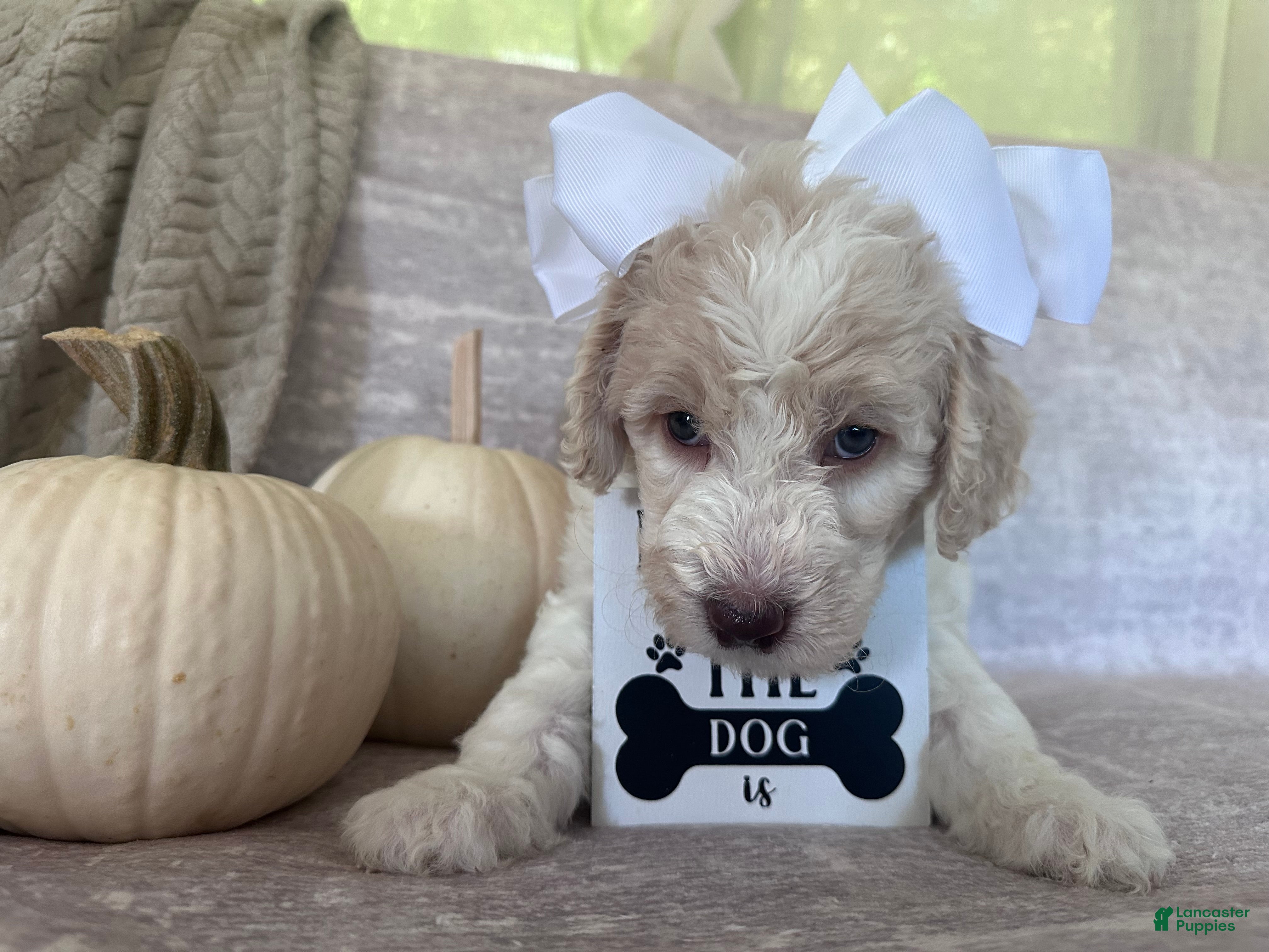 Goldendoodle dogs for sale: Ivory 🤍 - Ad 3