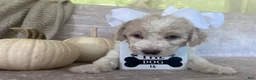 Goldendoodle dogs for sale: Ivory 🤍 - Ad 1