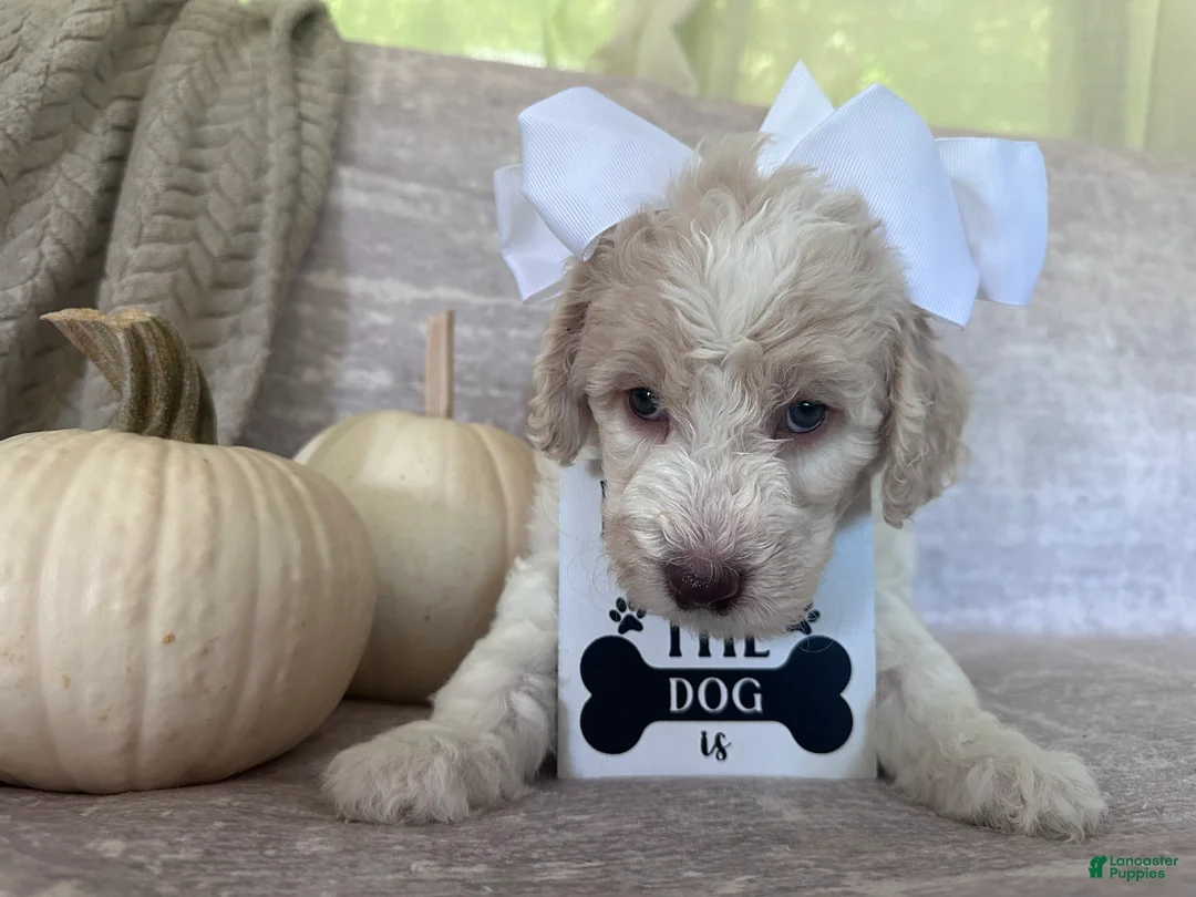 Goldendoodle dogs for sale: Ivory 🤍 - Ad 1