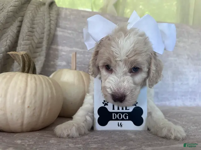 Goldendoodle dogs Ivory 🤍 - Ad 25