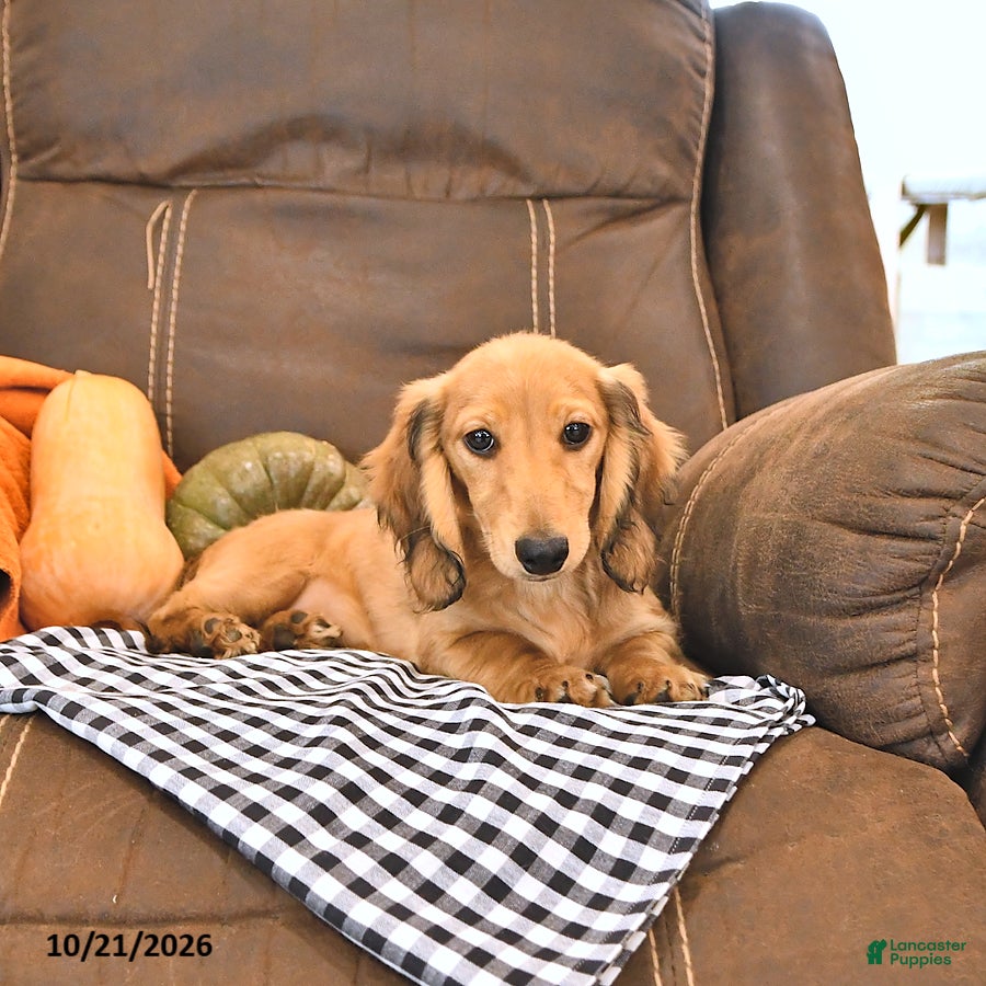 Miniature Dachshund dogs Willow - Ad 2