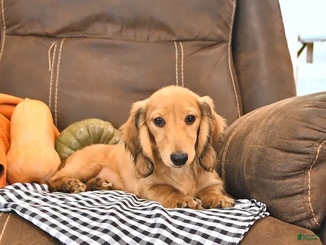 Miniature Dachshund dogs for sale: Willow - Ad 2