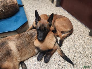 Belgian Malinois dogs Bee - Ad 22