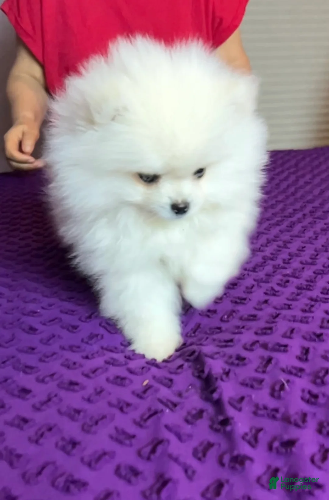 Pomeranian dogs for sale: Mojito - Ad 6