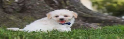 Maltipoo dogs for sale: Marshmellow - Ad 4