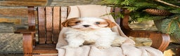Cavapoo dogs for sale: Cheddar - Ad 2