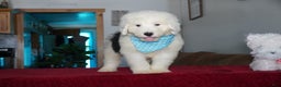 Sheepadoodle dogs for sale: Rambo - Ad 8