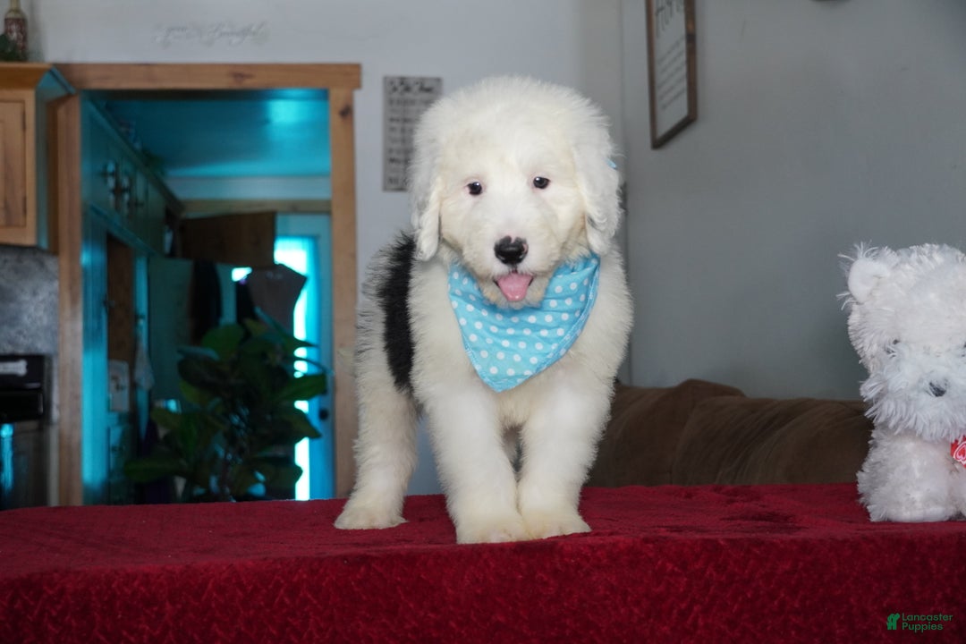 Sheepadoodle dogs for sale: Rambo - Ad 8