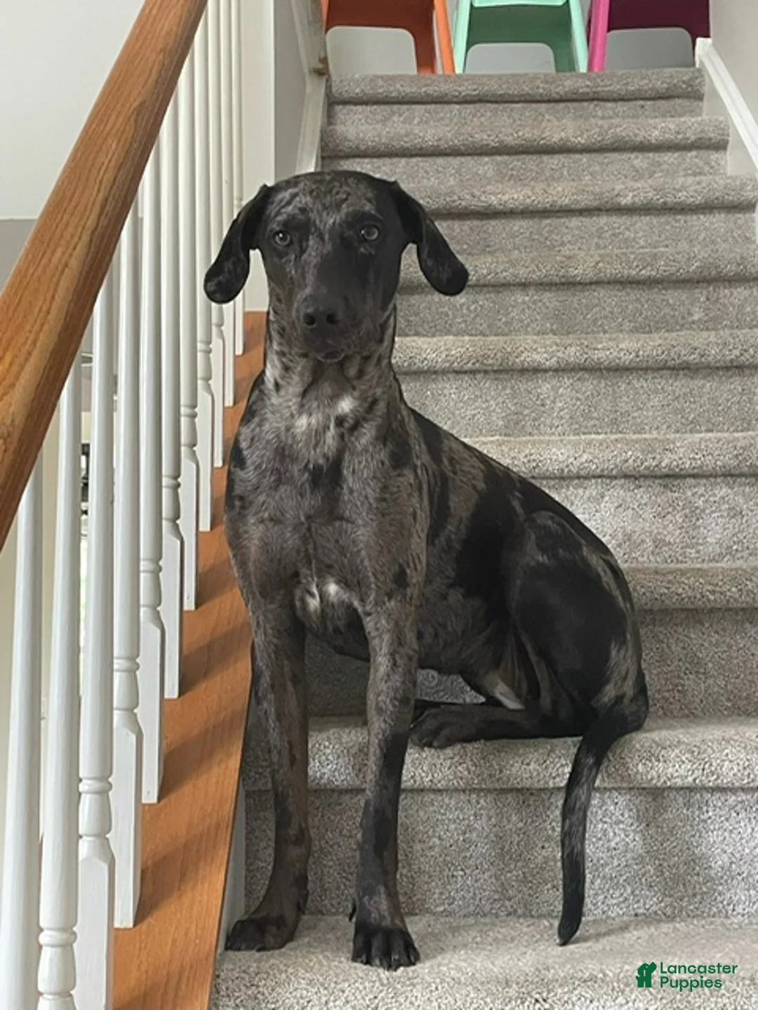 Catahoula Leopard Dog dogs for sale: Smokey - Ad 2