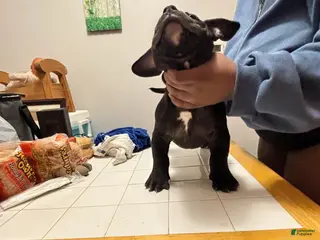 American Bully dogs American Bully Puppy 1 - Ad 24