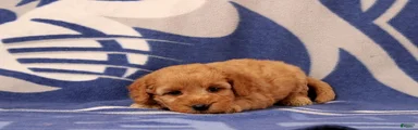 Tacita