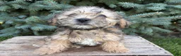 Shorkie dogs for sale: Luca - Ad 4