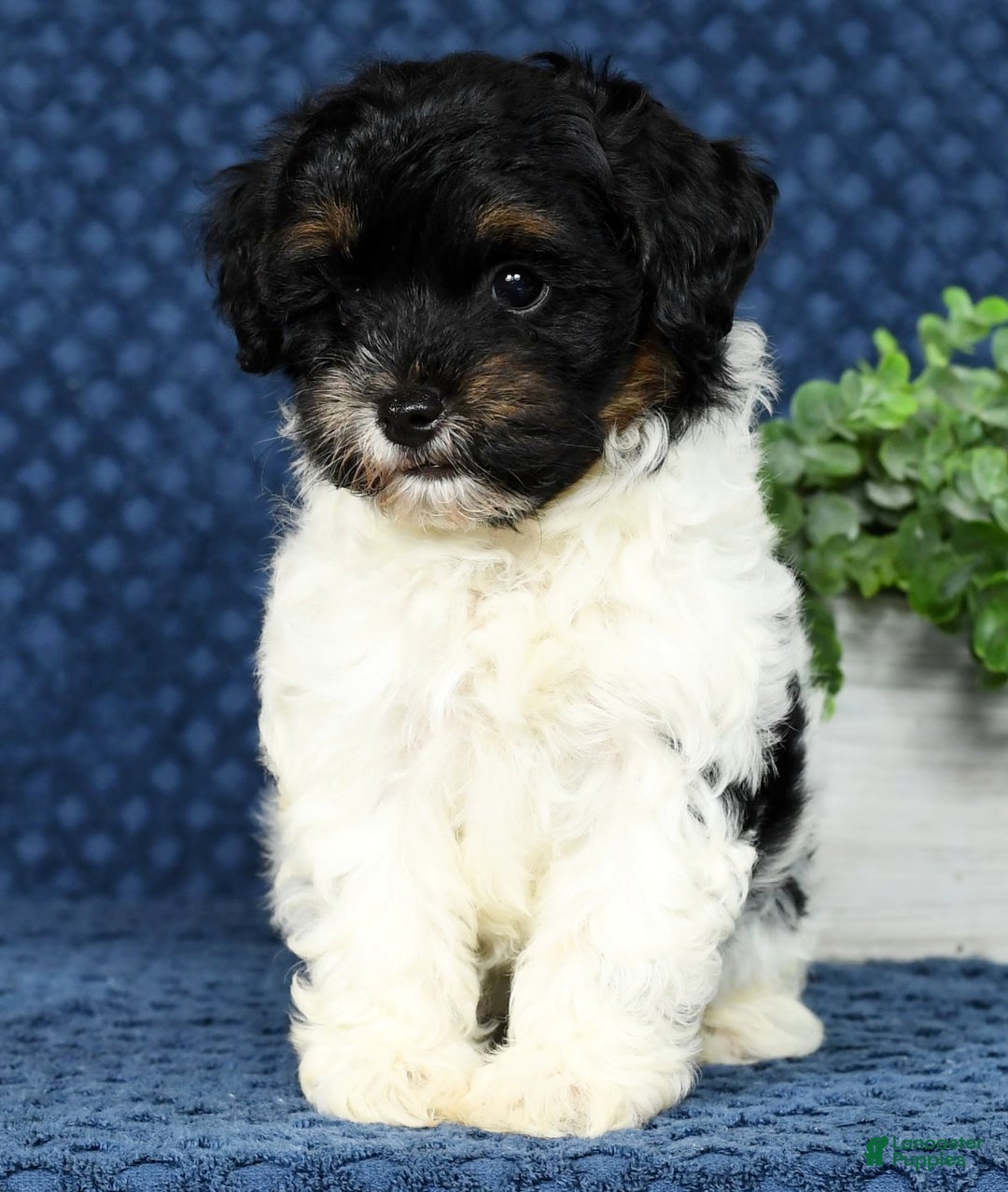 Havapoo dogs for sale: Cooper - Ad 2