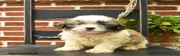 Malshi dogs for sale: Chester  - Ad 1