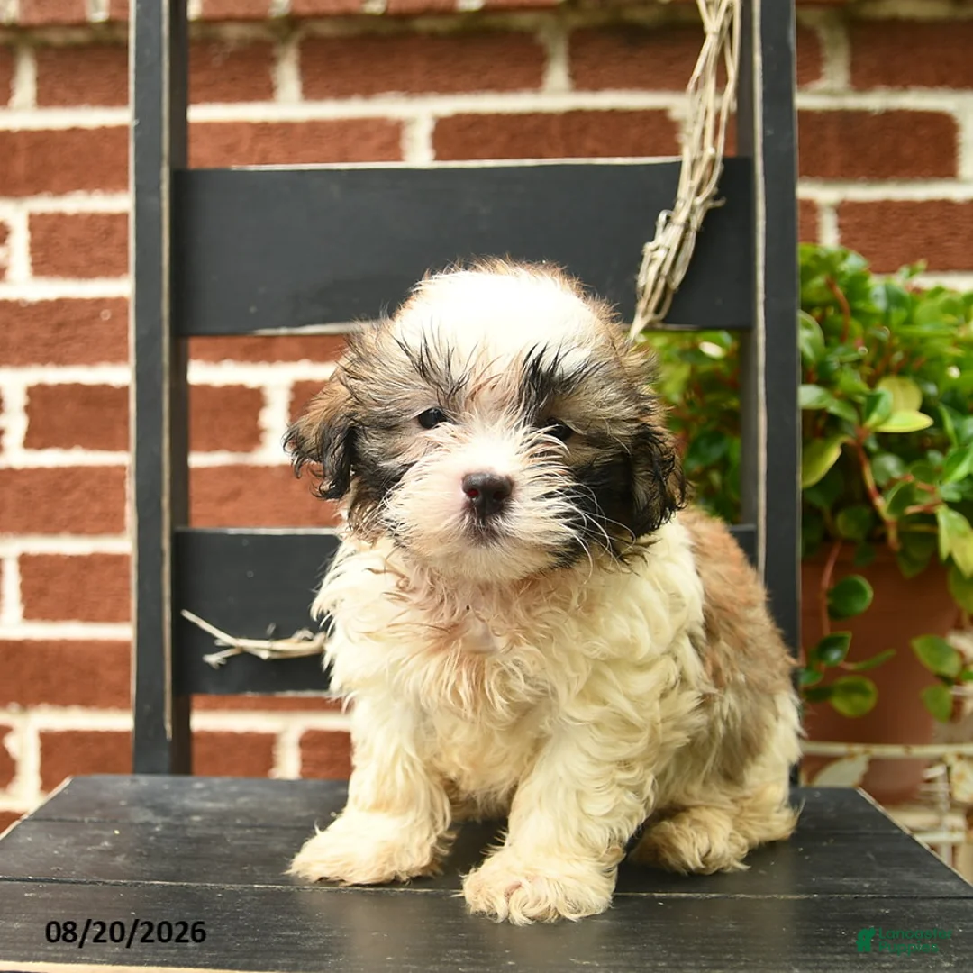 Malshi dogs for sale: Chester  - Ad 1