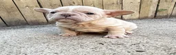 French Bulldog dogs for sale: Kobe - Ad 3