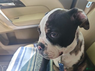 Alapaha Blue Blood Bulldog dogs Puppy 4 - Ad 5