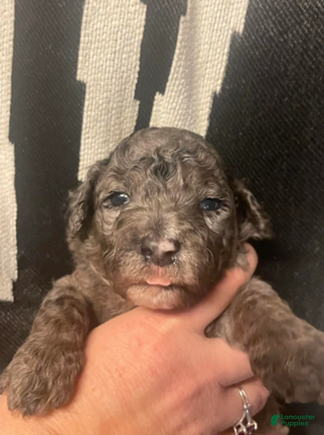 Goldendoodle dogs for sale: Sirrus - Ad 4