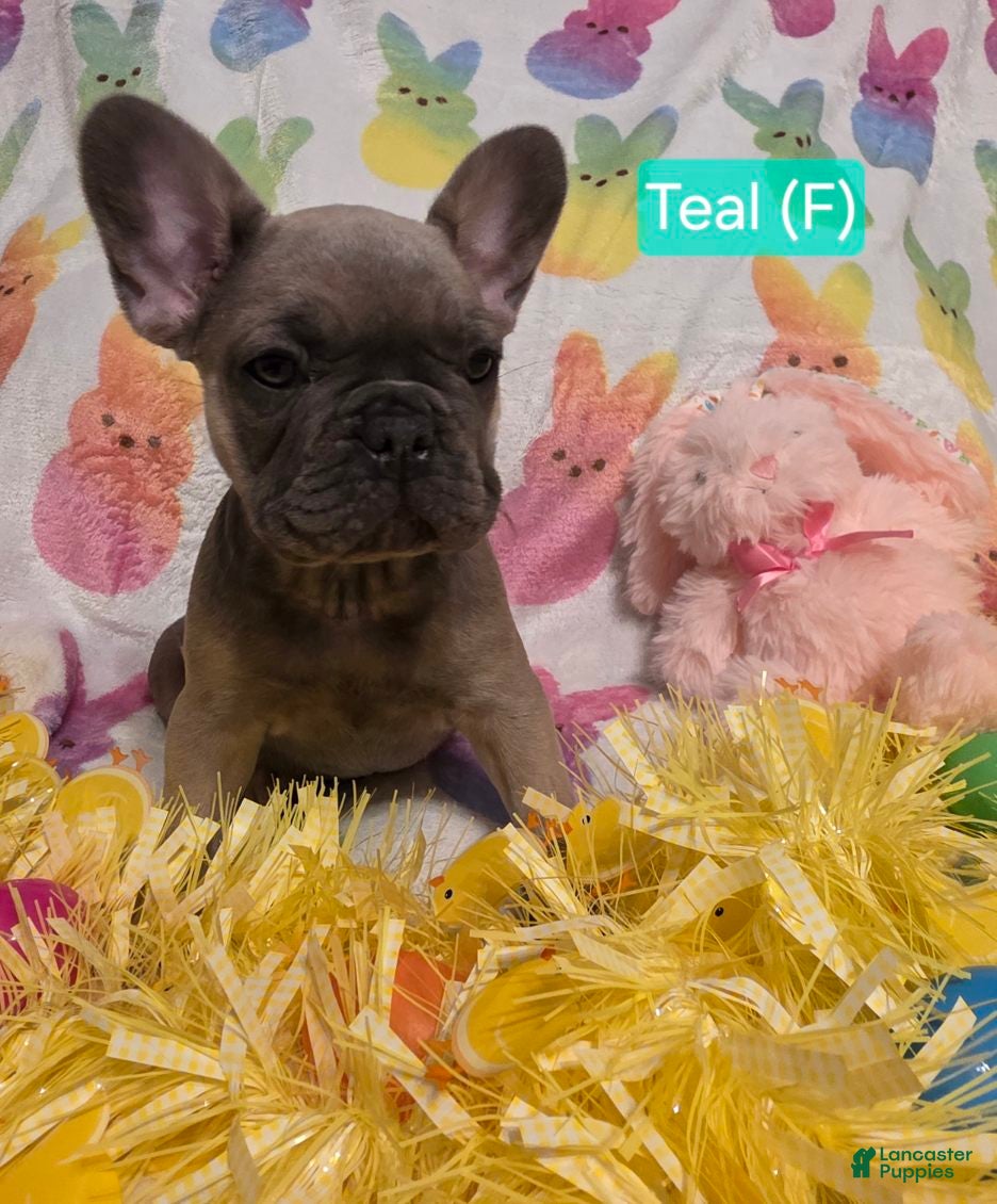 French Bulldog dogs French Bulldog Puppy 6 - Ad 27