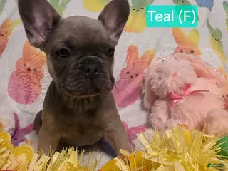 French Bulldog dogs French Bulldog Puppy 6 - Ad 28