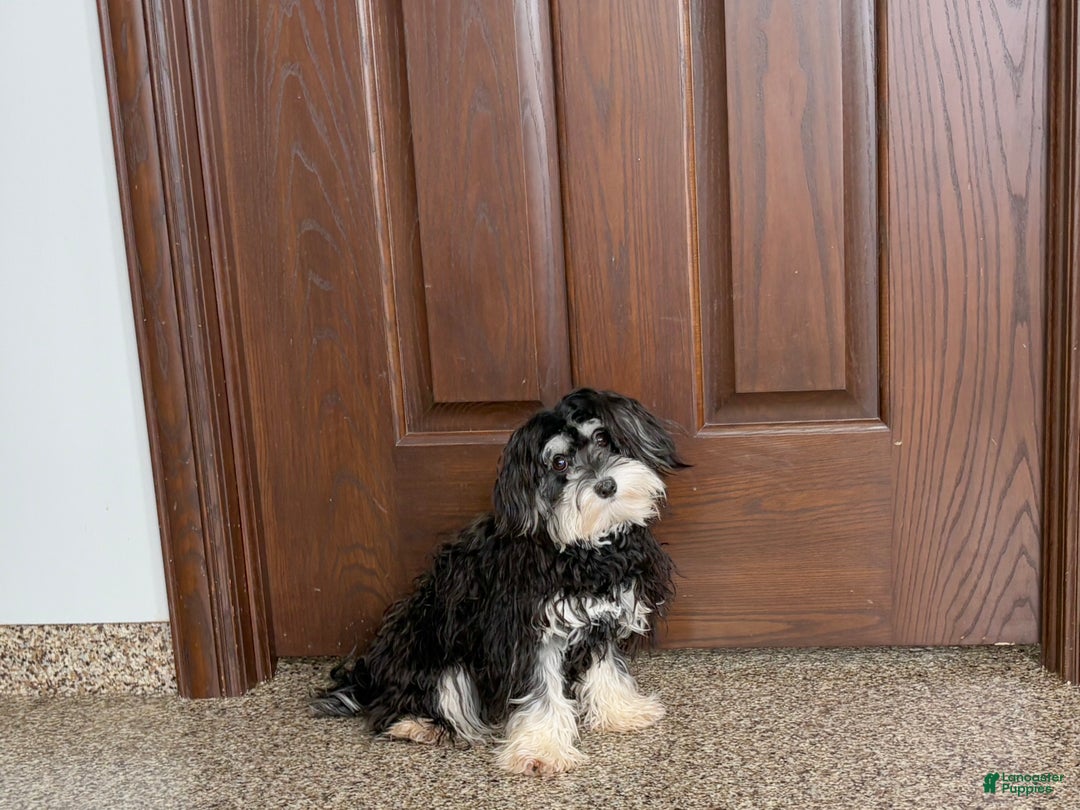 Mixed Breed dogs for sale: Hannah - Ad 5