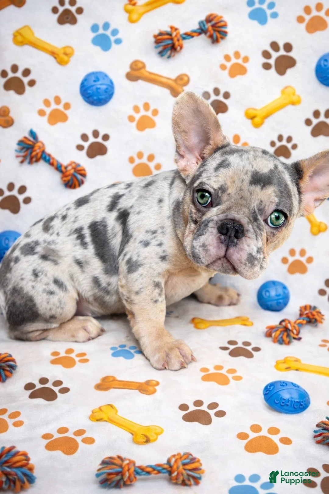 French Bulldog dogs for sale: Lilly - The Little Lady - Ad 1