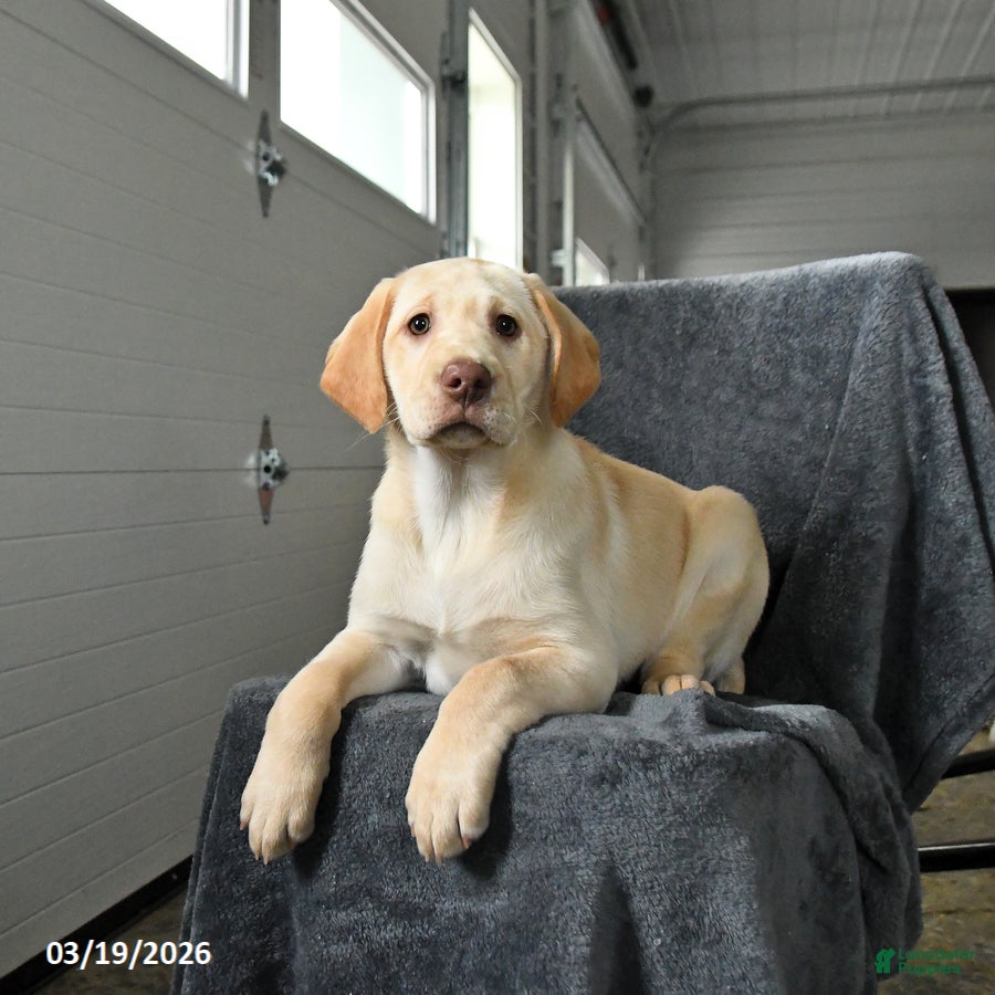 Labrador Retriever dogs Grace - Ad 2