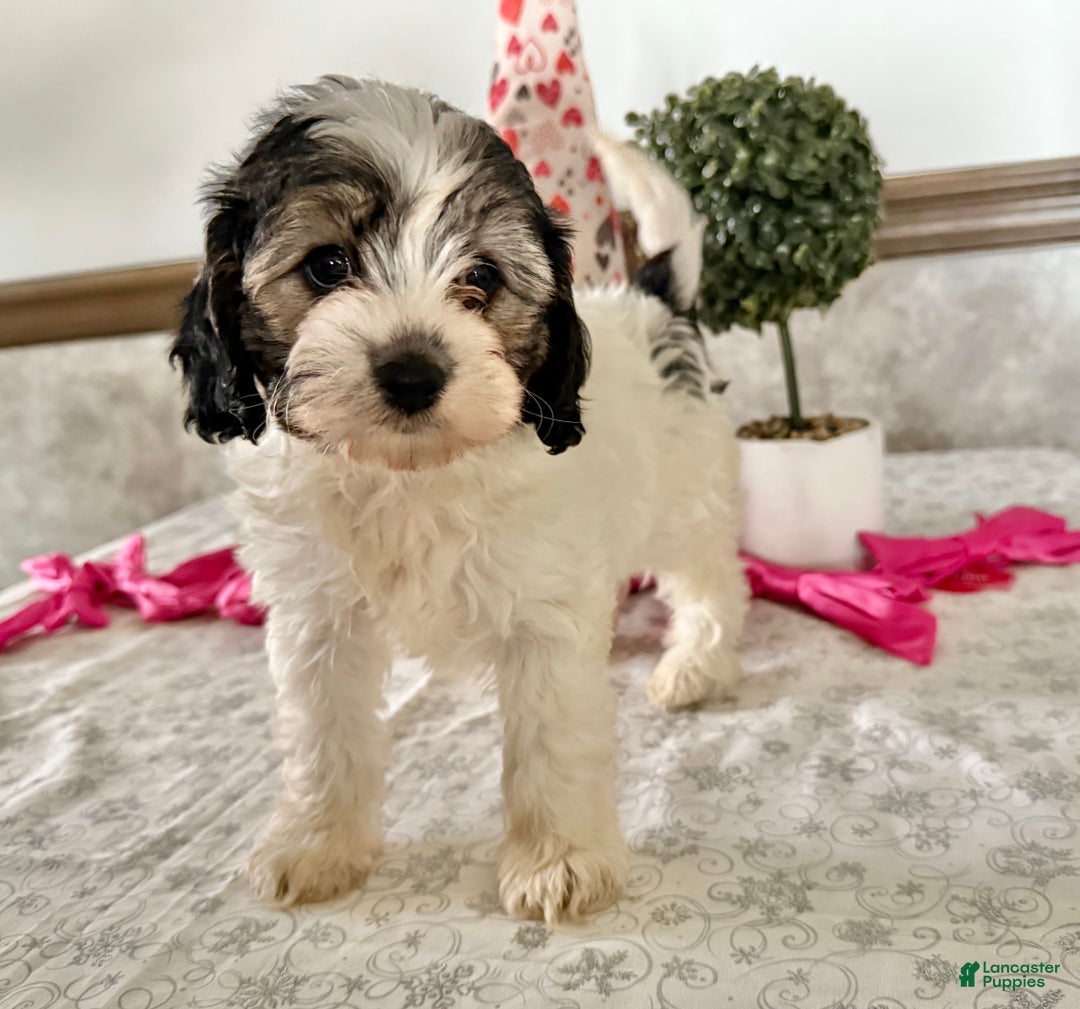Cavapoo dogs for sale: Challenger  - Ad 4