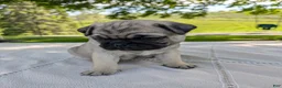 Pug dogs for sale: Lady - Ad 3