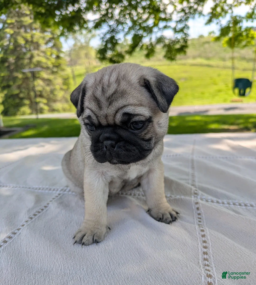 Pug dogs for sale: Lady - Ad 3