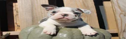 Mixed Breed dogs for sale: Nash - Ad 1