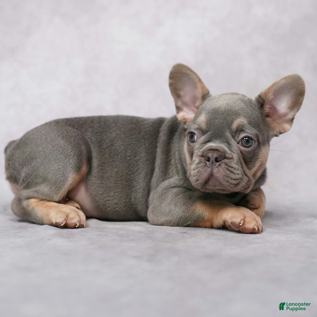 French Bulldog dogs for sale: Matrix - Ad 2