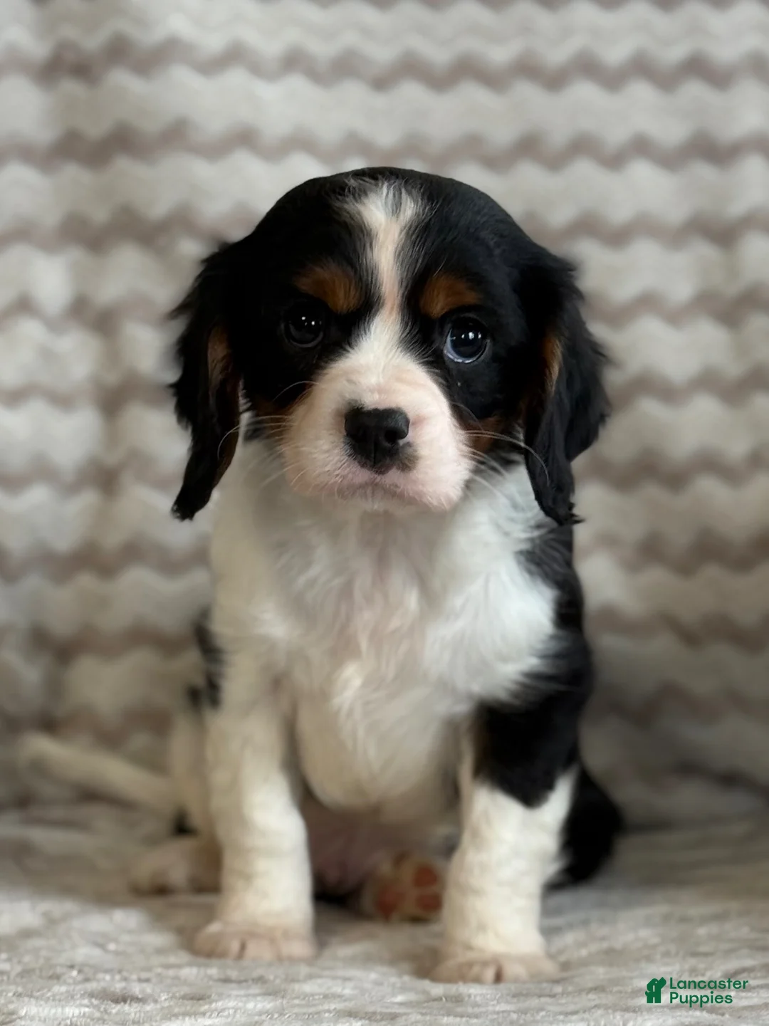 Cavalier King Charles Spaniel dogs for sale: Tucker - Ad 7