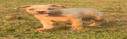 American Bully dogs for sale: Opie - Ad 6