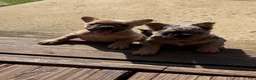 French Bulldog dogs for sale: Goldie - Ad 5